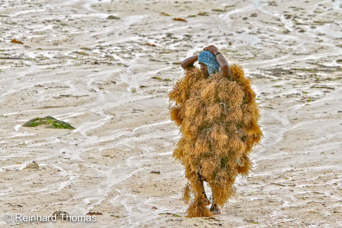 Women carrying seaweed Zanzibar by Reinhard Thomas ©